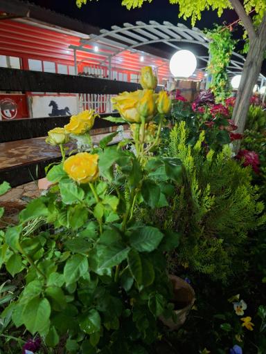 عکس مجموعه پرورش اسب نوید