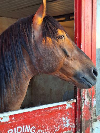 عکس مجموعه پرورش اسب نوید