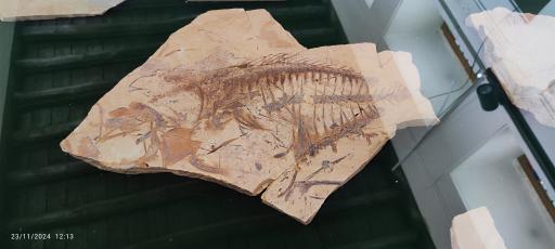 عکس موزه تاریخ پزشکی خلیج فارس