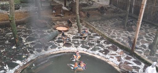 عکس هتل مزرعه قوهای لاهیجان