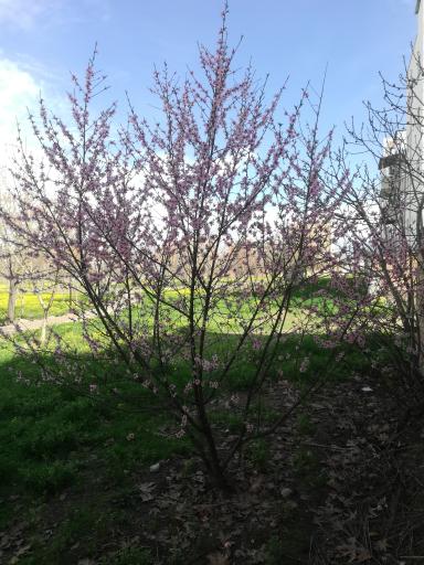 عکس پارک بزرگ ویلاشهر