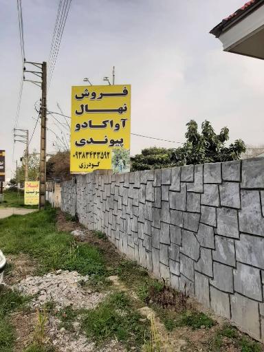 عکس فروش نهال آواکادو پیوندی  (گودرزی)