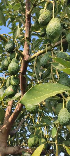 عکس فروش نهال آواکادو پیوندی  (گودرزی)