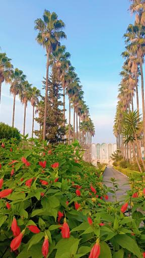 عکس هتل کوثر رامسر