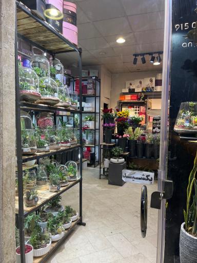 عکس گل مینیاتور