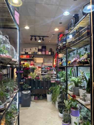 عکس گل مینیاتور