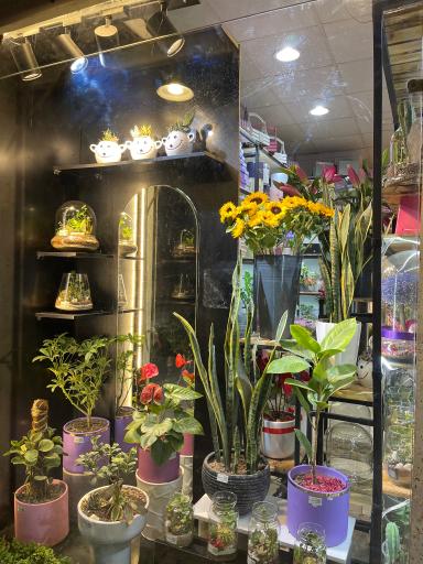 عکس گل مینیاتور