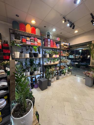 عکس گل مینیاتور