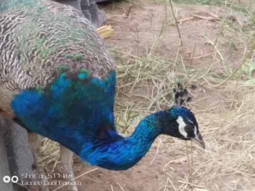 عکس کافه رستوران سنتی بزرگ و باغ طاووس ماه بانو