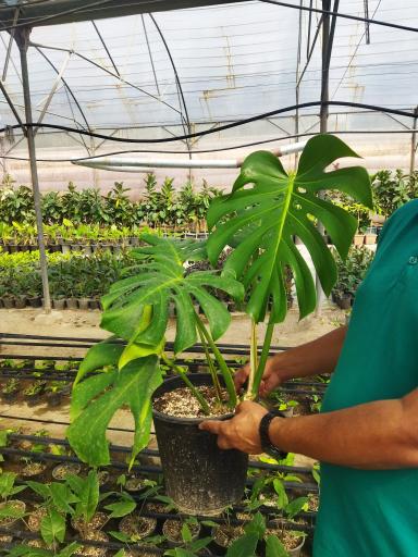 عکس گلخانه عسکری