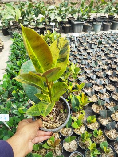 عکس گلخانه عسکری