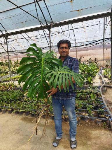 عکس گلخانه عسکری