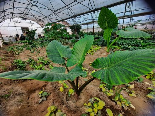 عکس گلخانه عسکری