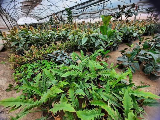 عکس گلخانه عسکری