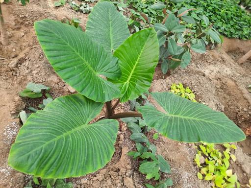 عکس گلخانه عسکری