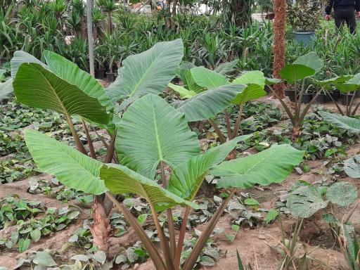 عکس گلخانه عسکری