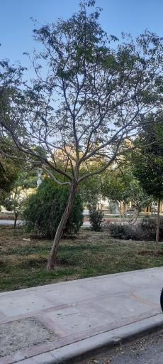 عکس پارک گلبرگ