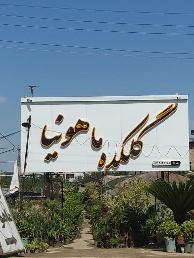 گلکده ماهونیا