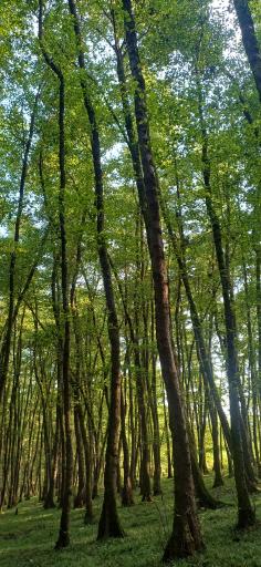 عکس جنگل گیسوم