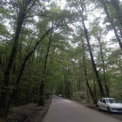 عکس جنگل گیسوم