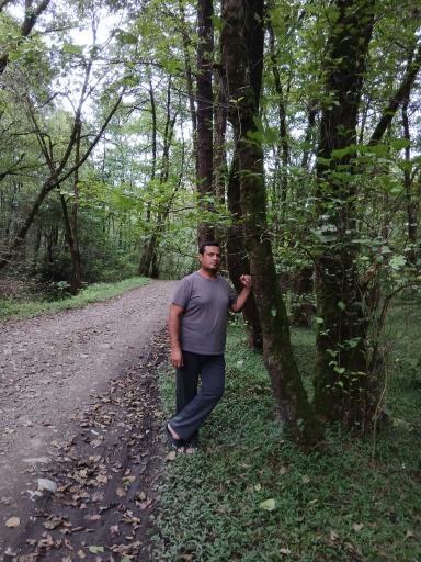 عکس جنگل گیسوم