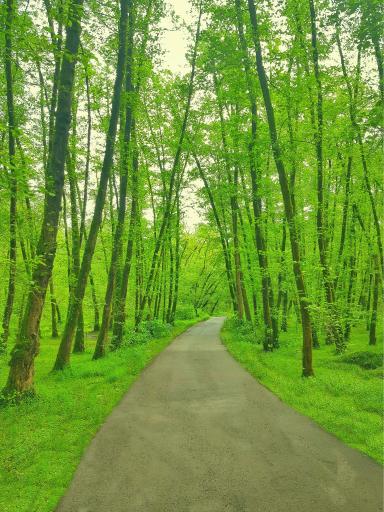 عکس جنگل گیسوم