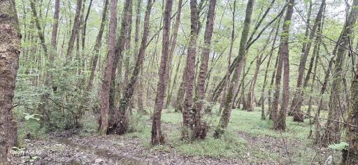 عکس جنگل گیسوم