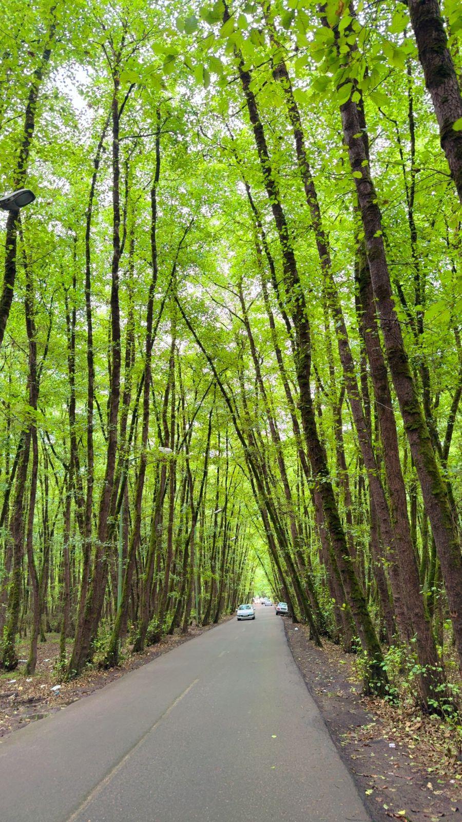 عکس جنگل گیسوم