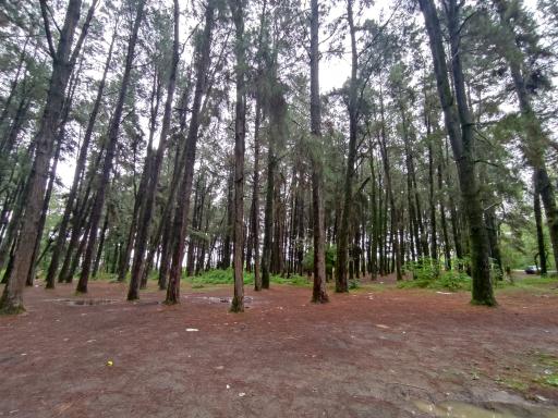 عکس جنگل گیسوم