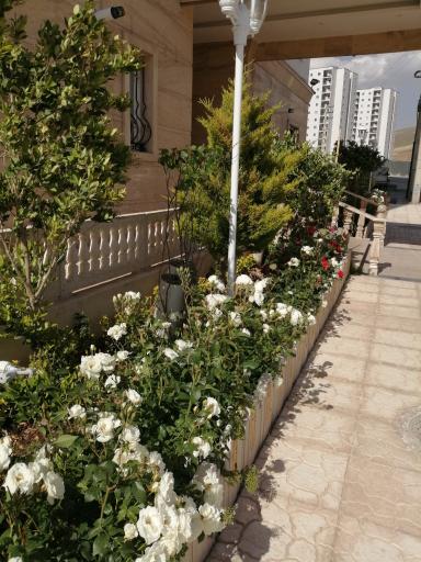 عکس بلوک11 (بلوک ارغوان)