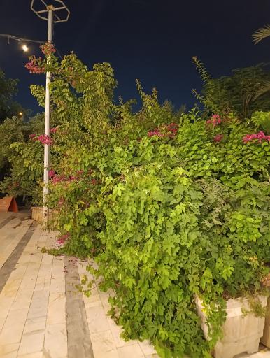 عکس رستوران ریف