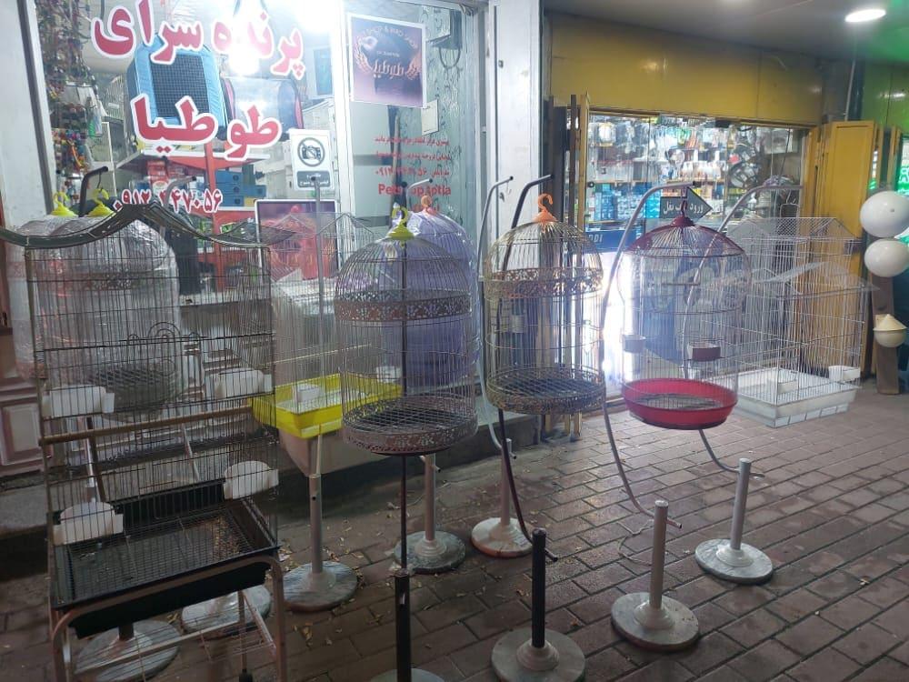 عکس پرنده سرای طوطیا