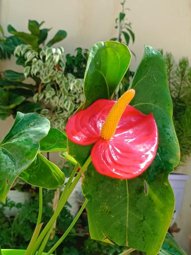 عکس گلکده ساغر