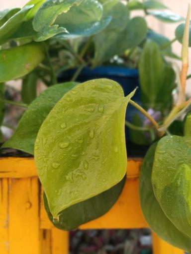 عکس گلکده ساغر