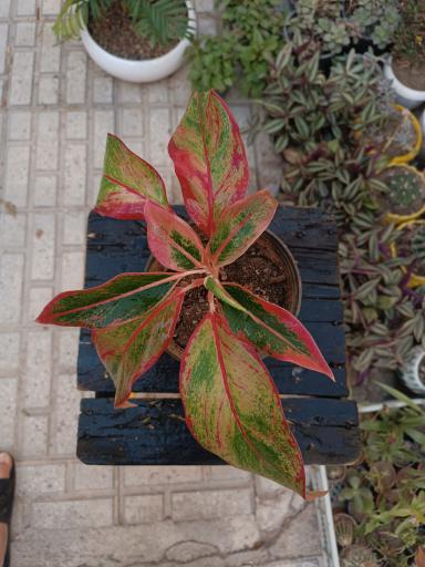 عکس گلکده ساغر