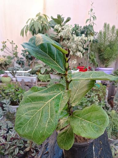 عکس گلکده ساغر