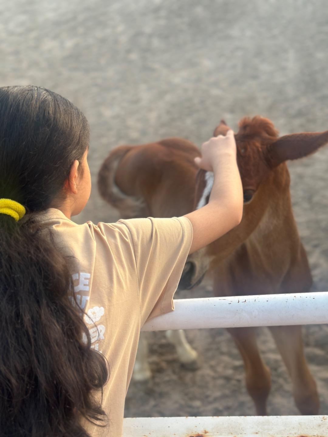 عکس باشگاه سوارکاری مارانکو 