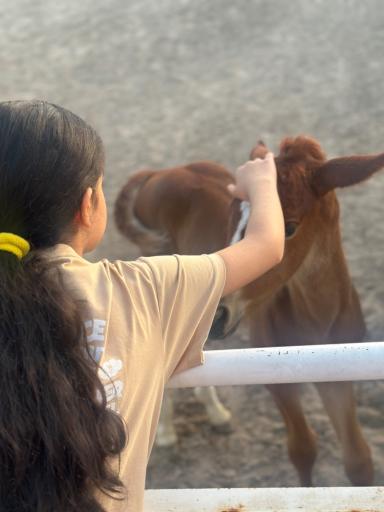 عکس باشگاه سوارکاری مارانکو 
