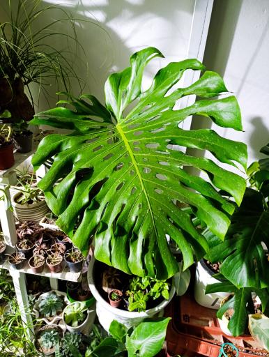 عکس گلکده ساغر