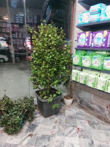 عکس پخش لوازم شوینده و بهداشتی شاهد