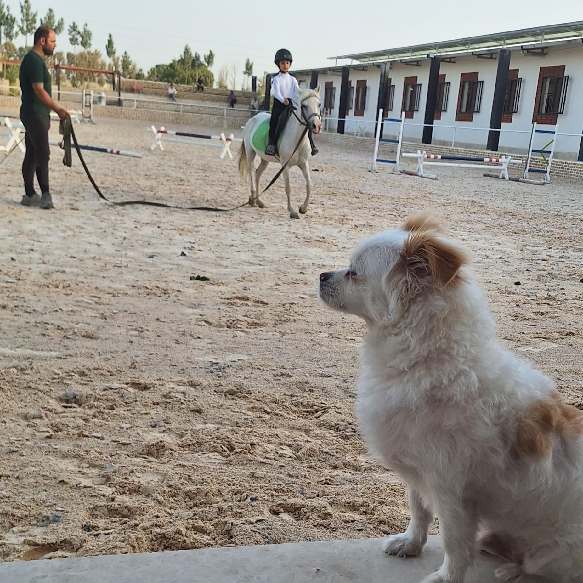 عکس باشگاه سوارکاری انسو