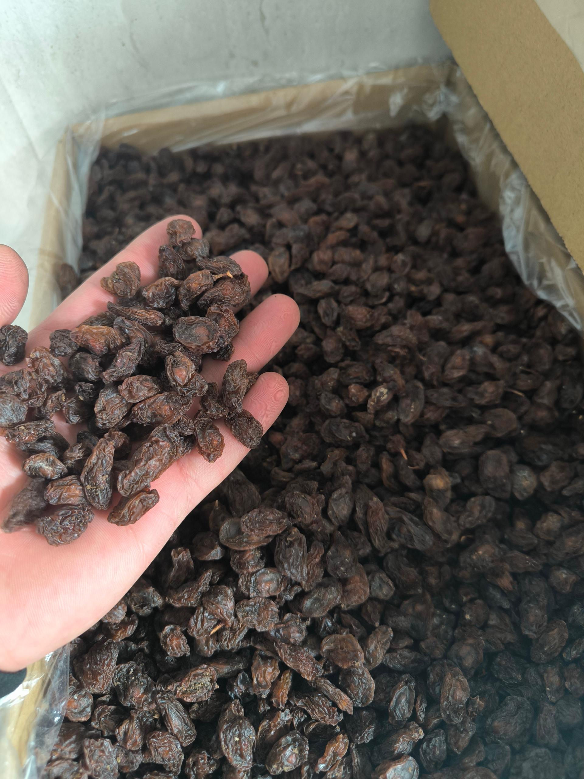 عکس پخش کشمش باقری