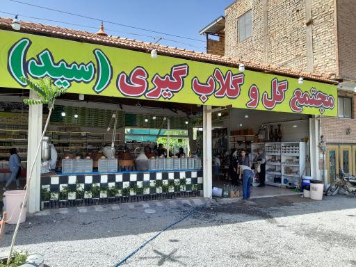 عکس گلابگیری سید