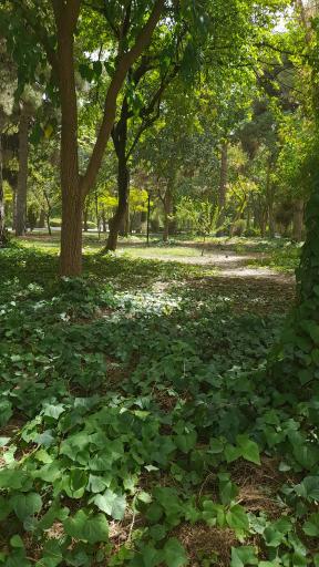 عکس پارک ملت