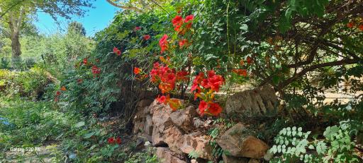 عکس پارک ملت