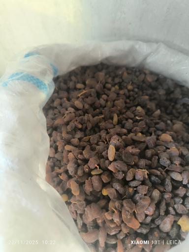 پخش کشمش باقری