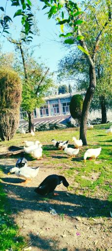 عکس پارک ملت