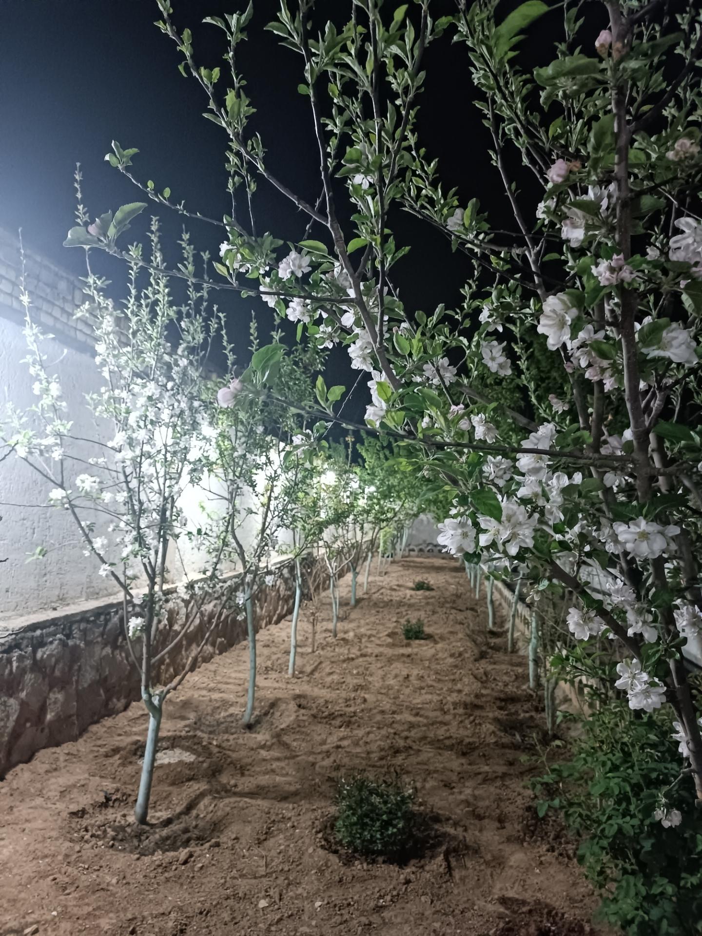 عکس باغ دوردانه های پدر