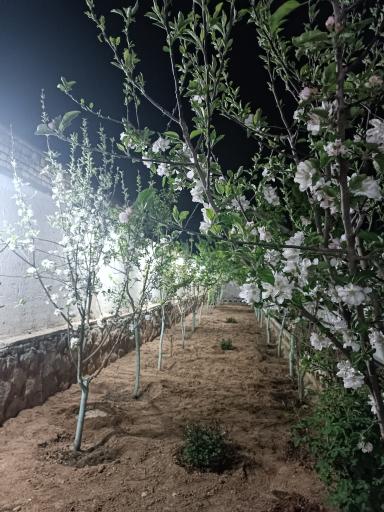 عکس باغ دوردانه های پدر