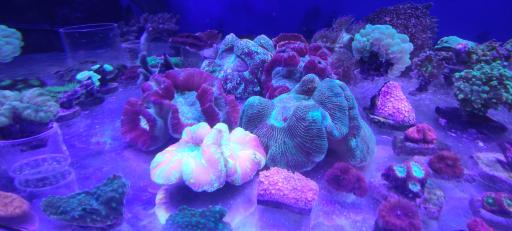 عکس فروشگاه آکواریوم آبشور اکوا ریف